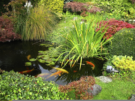 Koi garden pond